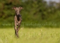 32 Windhund-Trio
